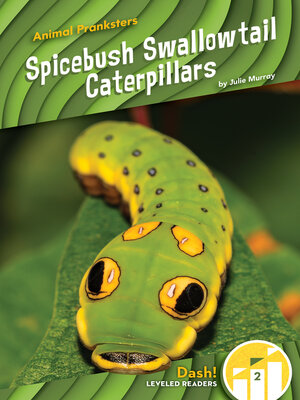cover image of Spicebush Swallowtail Caterpillars